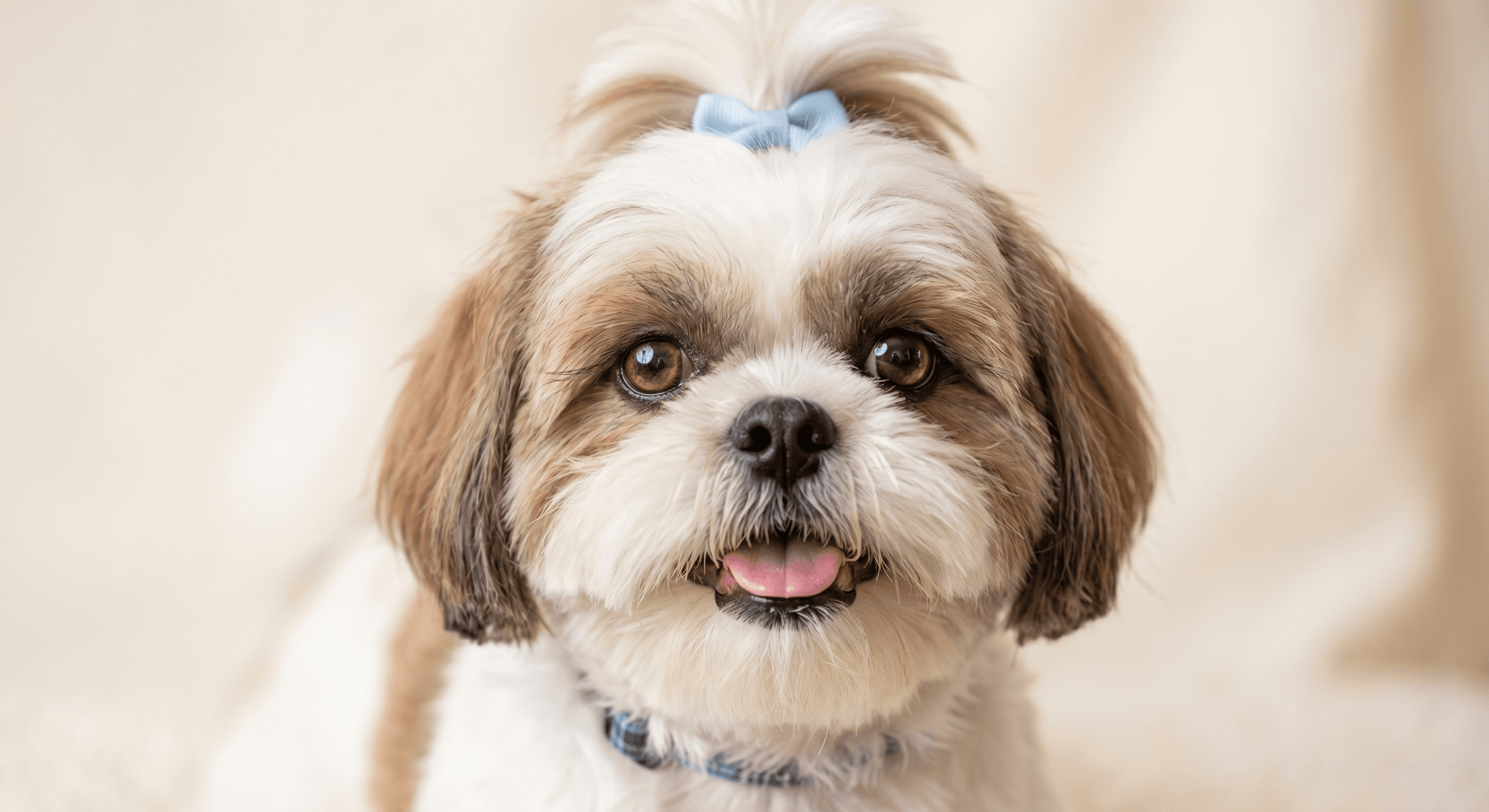Adorable Shih Tzu
